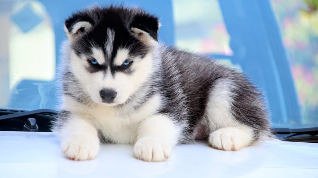 Siberian Husky